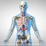 The Integrative Science of Full-Body Aesthetic Refinement